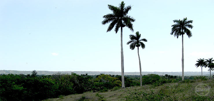 Paisaje campestre con palmeras en el Valle de Yumurí, Matanzas, Cuba.