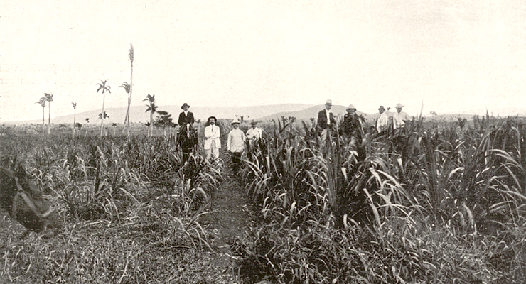 Plantaciones de caña en el central Nueva Era de la Compañía Azucarera Hispano-Cubana, S. A.