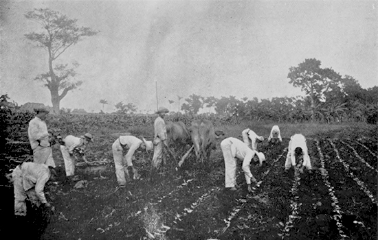 Sembrando las posturas del tabaco en Hoyo de Monterrey (El Fígaro 1918).