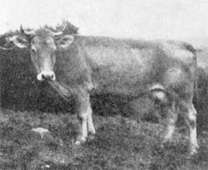 Hermoso ejemplar de vaca Jersey de seis años de edad en la Finca Las Delicias (Ca. 1922)