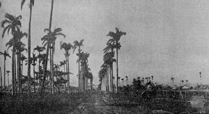 Vista de la calle de palmas a la entrada de la finca “La Purísima Concepción” (Ca. 1918).