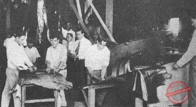 La Primera Tenería  en Surgidero de Batabanó. Departamento para planchar pieles y máquinas especiales para lustrarlas.