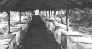 Galería de colmenares de la casa Emilio Hernández e Hijos de Cienfuegos, primera industria apícola de Cuba en 1929.