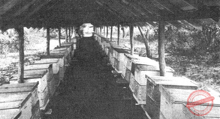 Galería de colmenares de la casa Emilio Hernández e Hijos de Cienfuegos, primera industria apícola de Cuba en 1929.