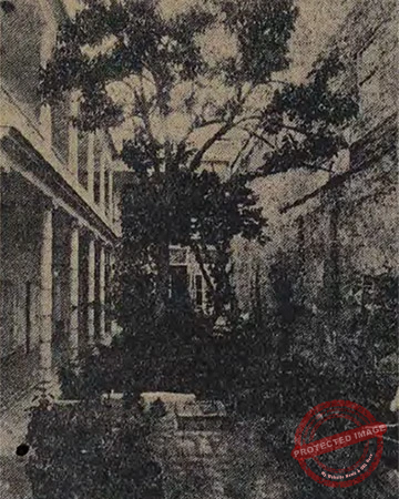 Vista del jardín de la residencia de Nicolás Castaño en Cienfuegos. (Ca. 1926).